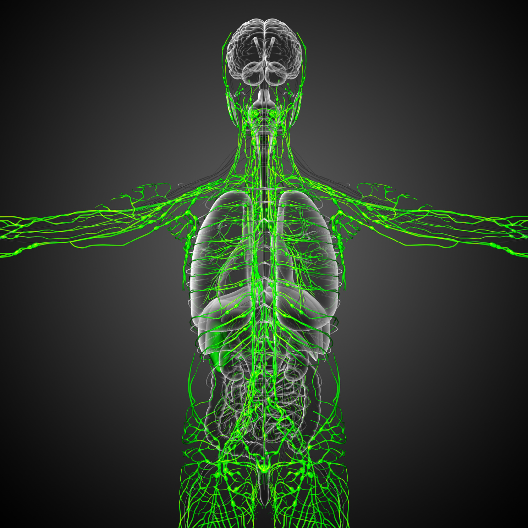 Manual Lymphatic Drainage Parmele Post Rehab Exercise and Massage